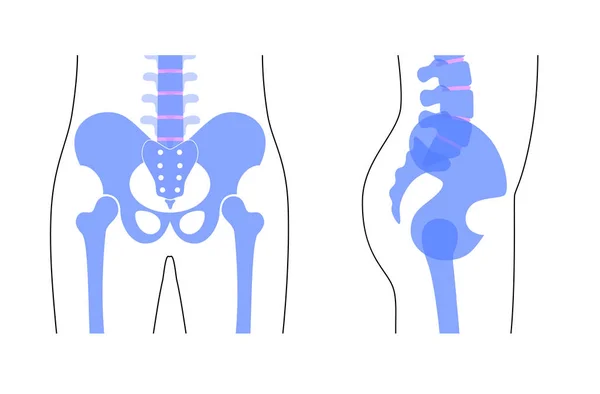 İnsan pelvis anatomisi. — Stok Vektör