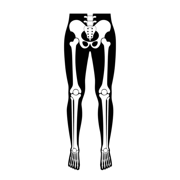 Anatomie des os des jambes humaines . — Image vectorielle