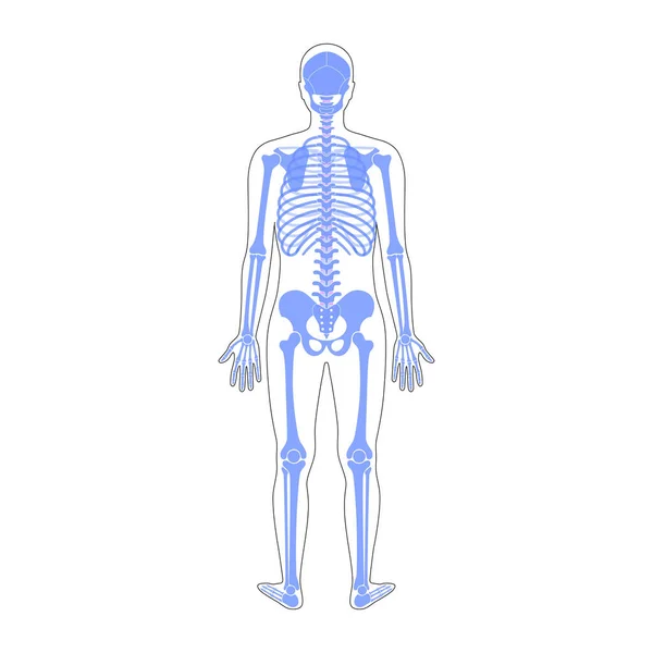 Hombre humano esqueleto anatomía — Vector de stock