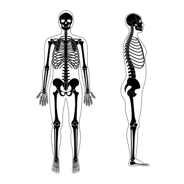 Anatomia szkieletu człowieka — Wektor stockowy