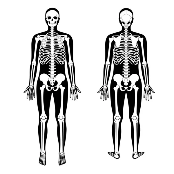 Hombre humano esqueleto anatomía — Archivo Imágenes Vectoriales