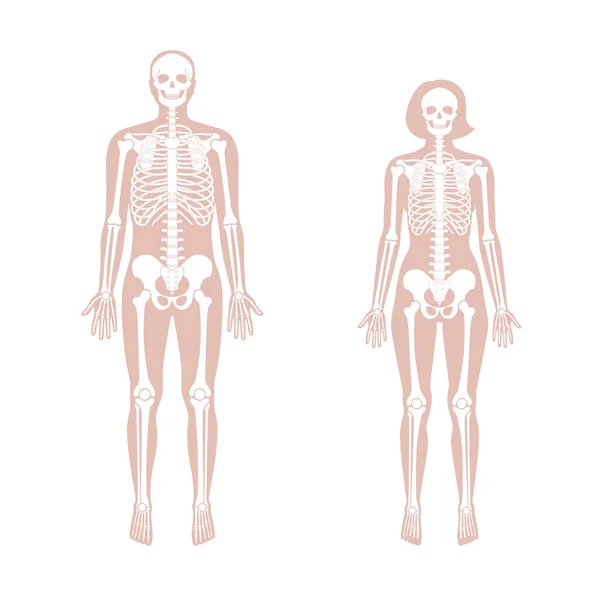 女性と男性の骨格解剖学 — ストックベクタ