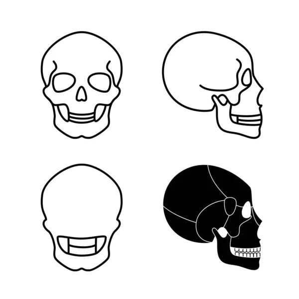 Anatomía del cráneo humano . — Vector de stock