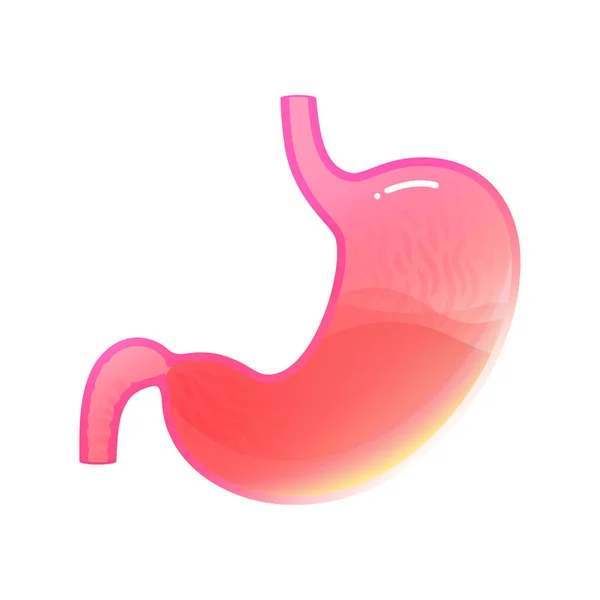 Illustrazione vettoriale isolata dello stomaco — Vettoriale Stock