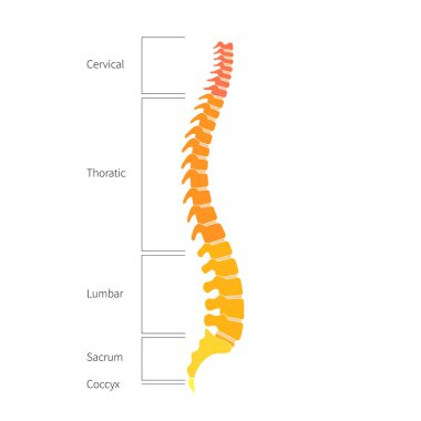 Human spine structure anatomy clipart