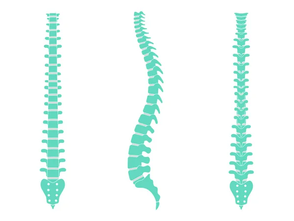 Illustration der Anatomie der menschlichen Wirbelsäule — Stockvektor