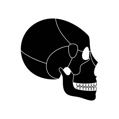 İnsan kafatası anatomisi. 