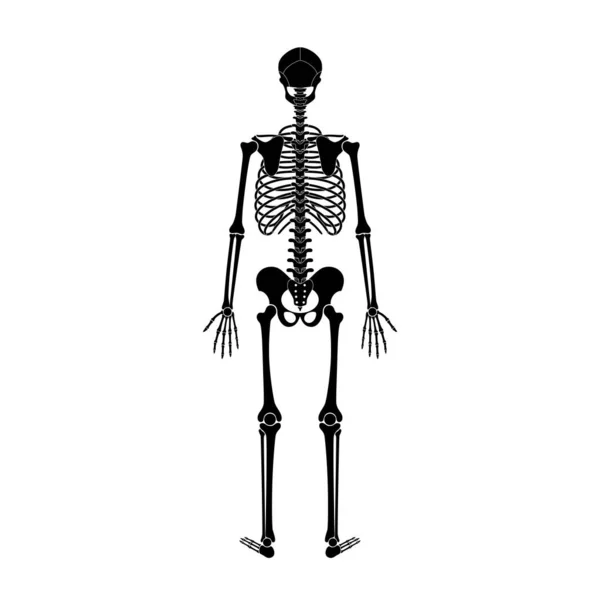 Lidská mužská anatomie kostry — Stockový vektor