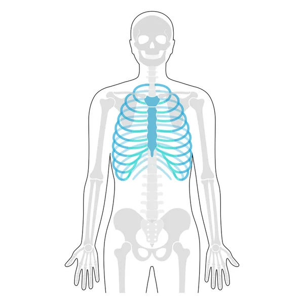 Anatomia da caixa torácica humana — Vetor de Stock