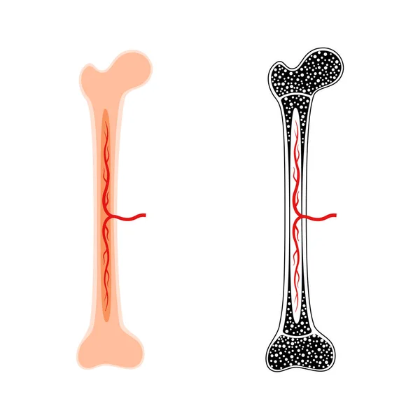 Insan kemiği anatomisi — Stok Vektör