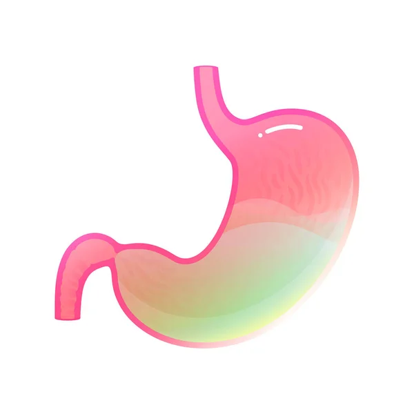 Vector isolated illustration of stomach — Stock Vector