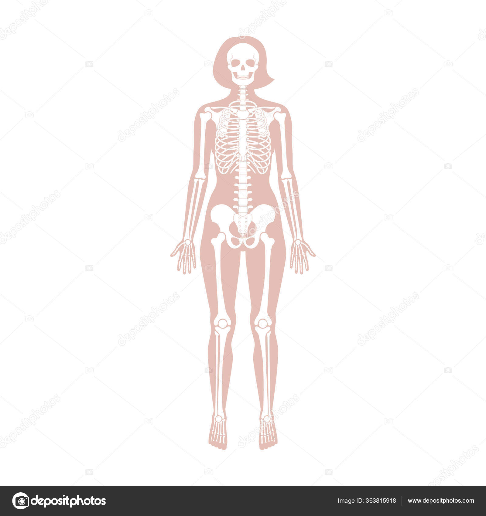 Woman Skeleton Anatomy Stock Vector Image By C Pikovit 363815918