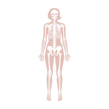 Kadın iskeleti anatomisi