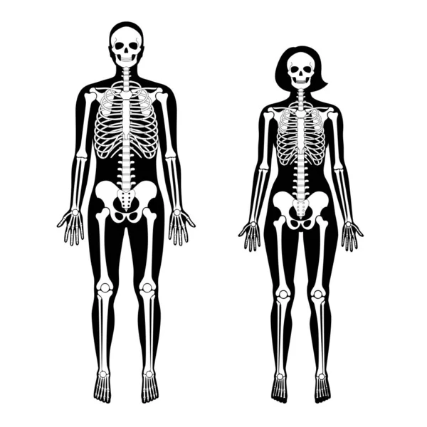 Mulher e homem esqueleto anatomia —  Vetores de Stock