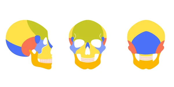 Anatomie des menschlichen Schädels — Stockvektor