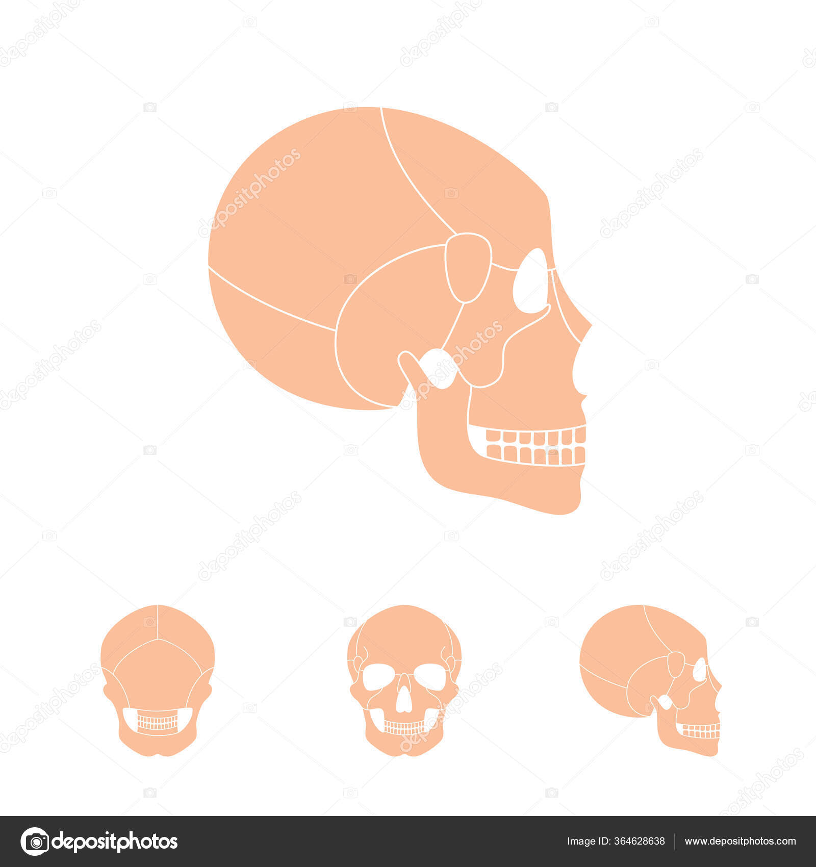 Human skull bones structure diagram science Vector Image