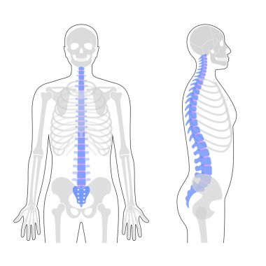 İnsan omurga anatomisi vektör çizimi