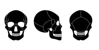 İnsan kafatası anatomisi