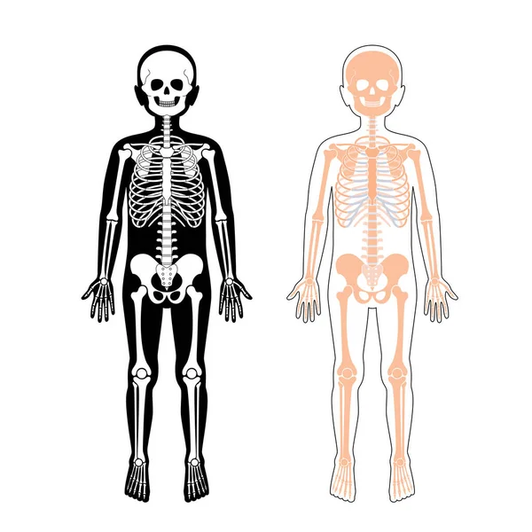 Bambino ragazzo scheletro anatomia vettore — Vettoriale Stock