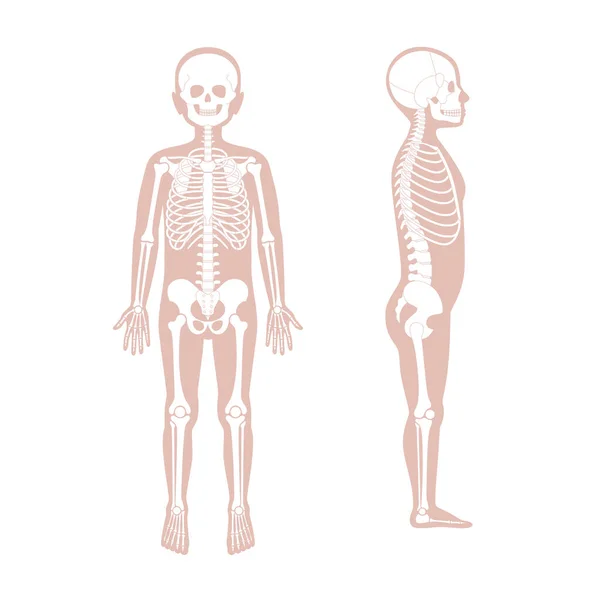 Criança menino esqueleto anatomia vetor —  Vetores de Stock