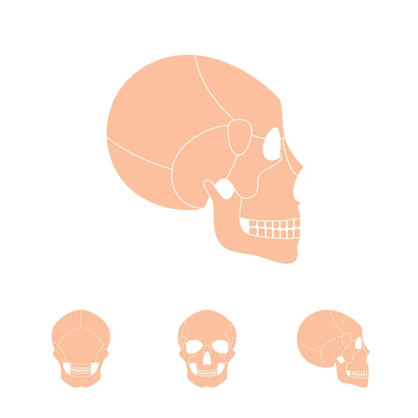 Anatomia do crânio humano — Vetor de Stock