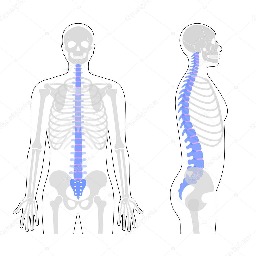 Human spine vector illustration. Backbone and vertebral column anatomy. Scoliosis concept and symbol of spinal surgery. Front anterior and side lateral view isolated. Medical and science banner