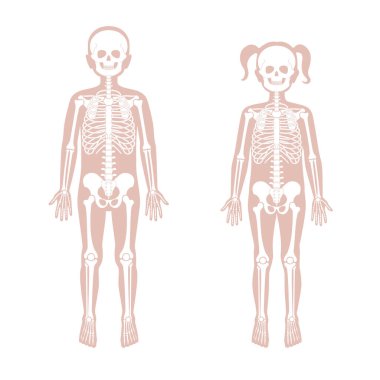 Çocuklar erkek ve kız iskelet anatomisi 