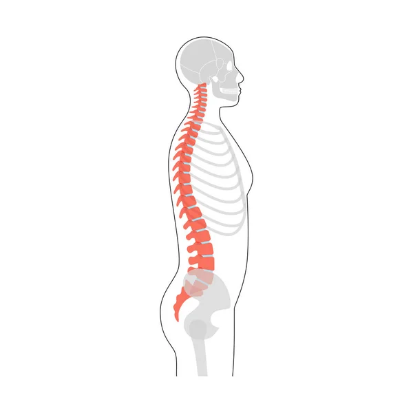 Anatomía de la columna vertebral humana vector ilustración — Vector de stock