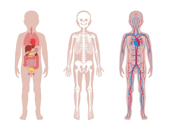 Estrutura interna do corpo infantil humano —  Vetores de Stock