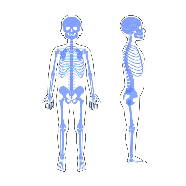 Criança menino esqueleto anatomia vetor — Vetor de Stock