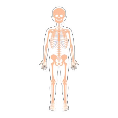 Çocuk iskelet anatomi vektörü