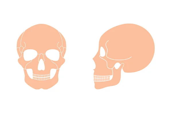 Anatomia del cranio umano . — Vettoriale Stock