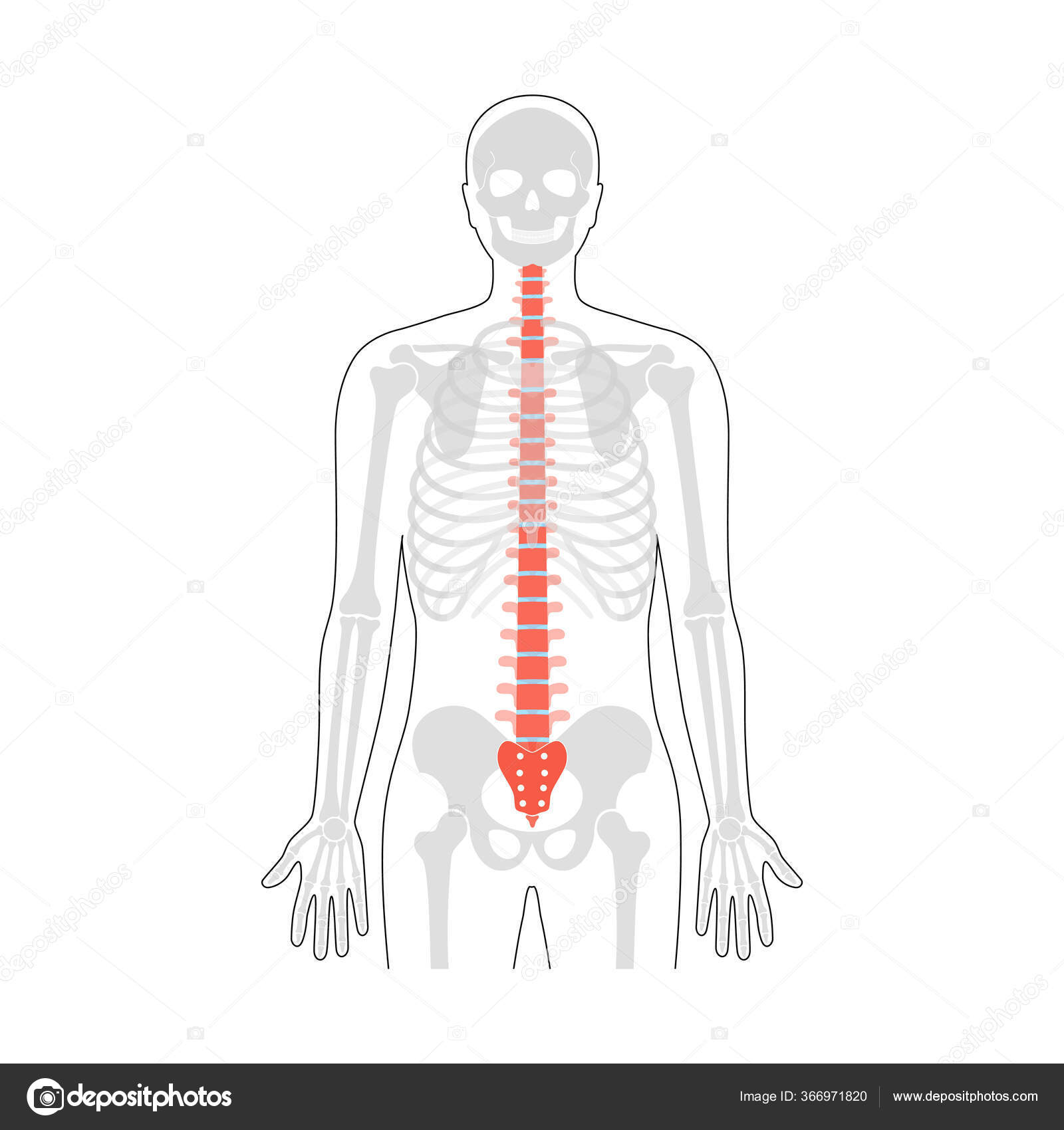 Illustration vectorielle de l'anatomie du rachis humain — Image