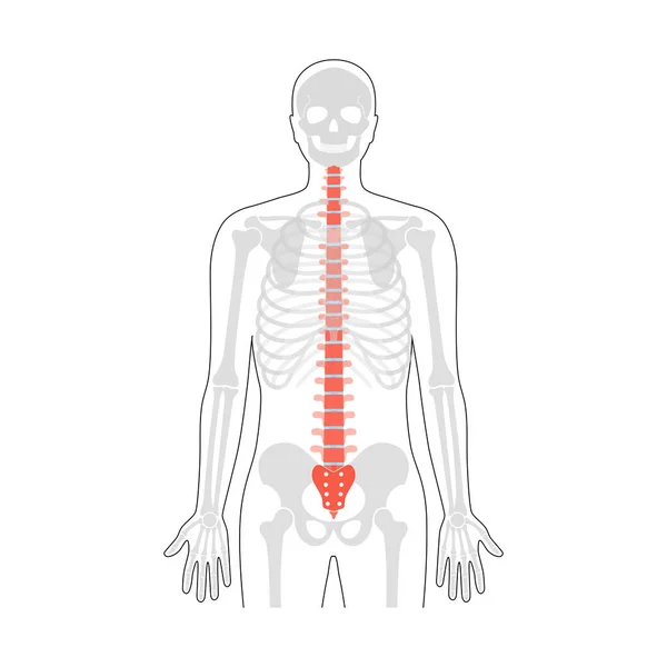 Illustration der Anatomie der menschlichen Wirbelsäule — Stockvektor