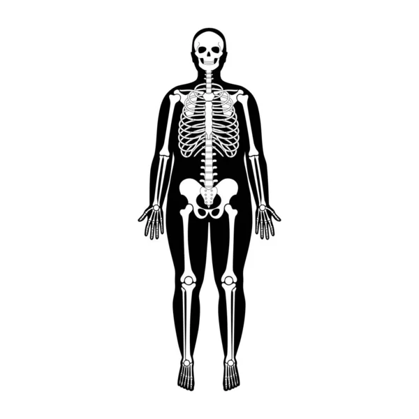 Human man skeleton anatomy — Stock Vector