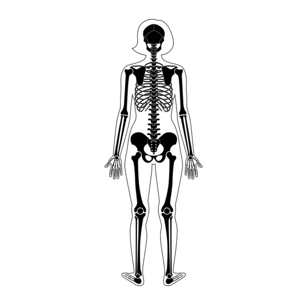 Mujer esqueleto anatomía — Vector de stock