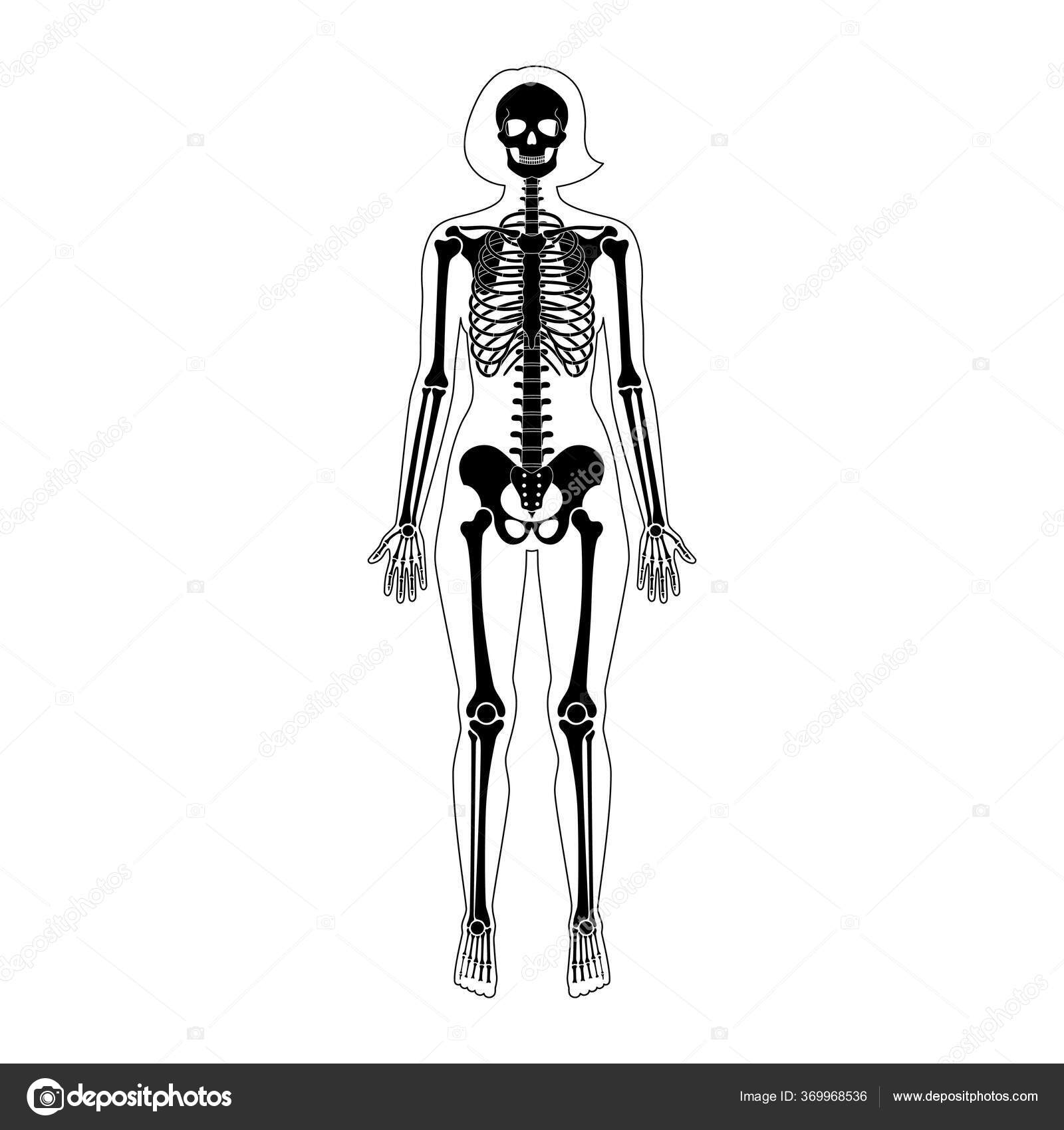 Mujer esqueleto anatomía vector, gráfico vectorial © Pikovit imagen