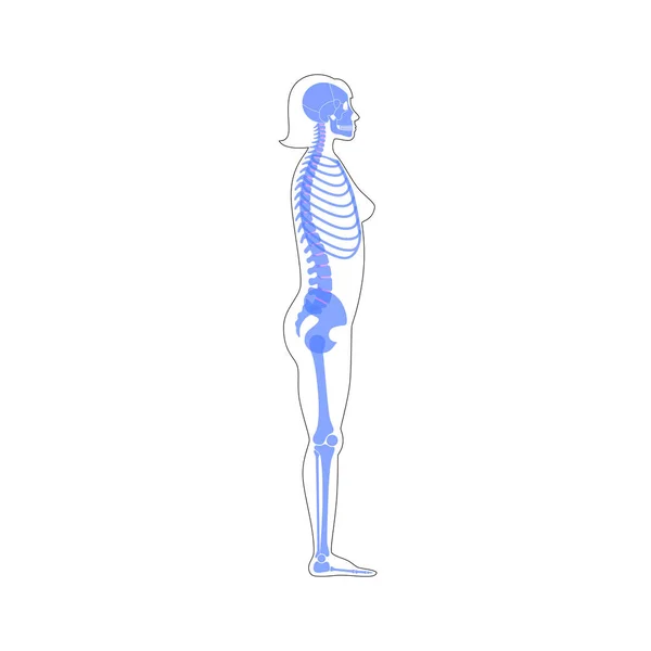 Kvinnans skelett anatomi — Stock vektor