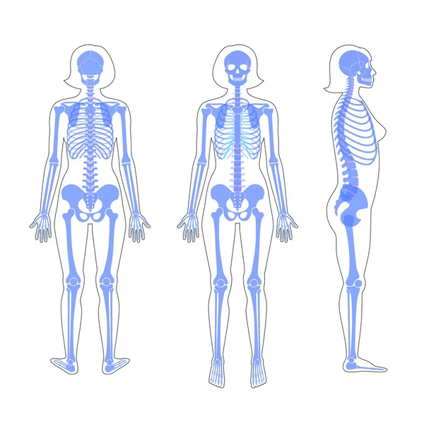 Anatomia do esqueleto da mulher — Vetor de Stock