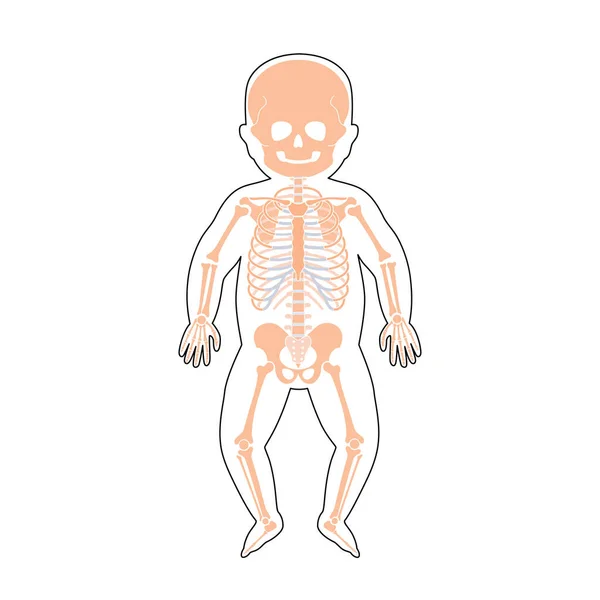 Estrutura interna do corpo do bebê — Vetor de Stock