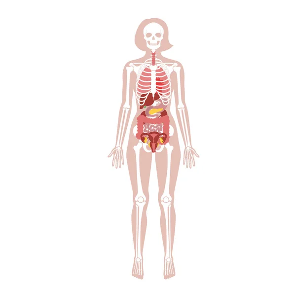 Menselijke vrouw skelet en interne organen anatomie — Stockvector