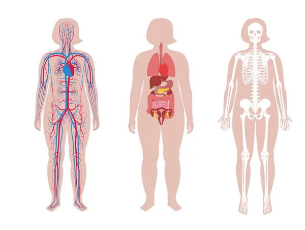 妇女身体的内部结构 — 图库矢量图片