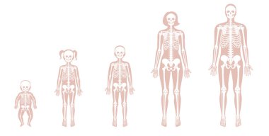 Farklı çağlardan insan iskeleti