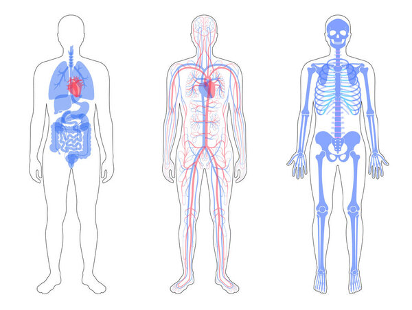 Внутренняя структура человеческого тела
.
