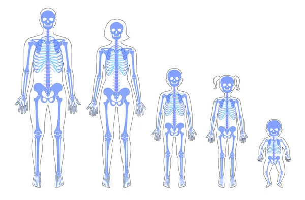 Esqueleto humano de diferentes edades — Vector de stock