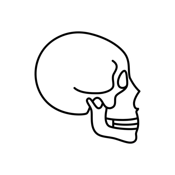 Anatomía del cráneo humano . — Archivo Imágenes Vectoriales