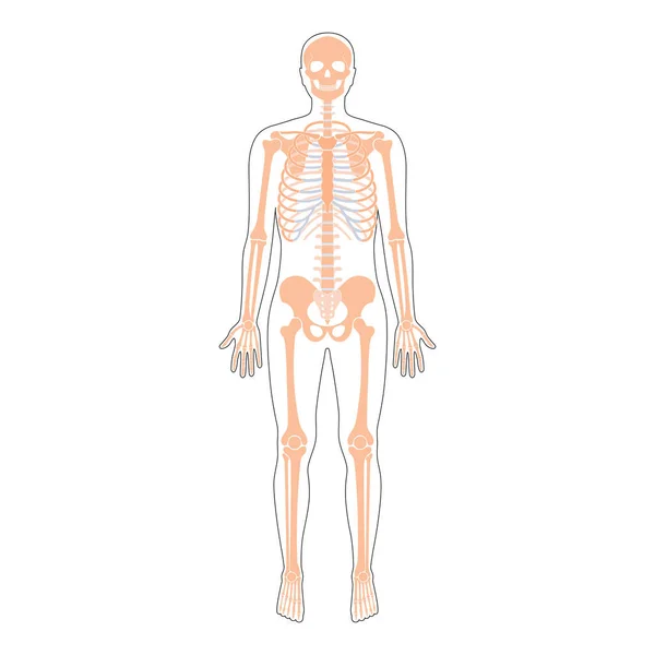 Hombre humano esqueleto anatomía — Vector de stock