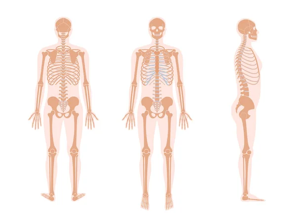 Human man skeleton anatomy — Stock Vector