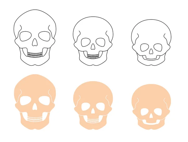 Анатомия скелетов человека — стоковый вектор