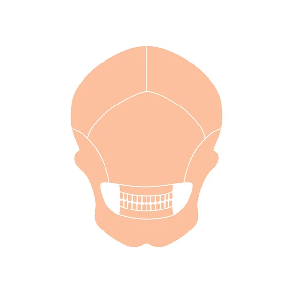 Human skull anatomy. — Stock Vector